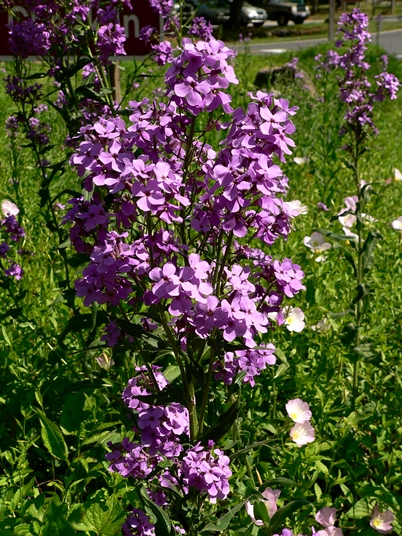 {Hesperis matronalis}